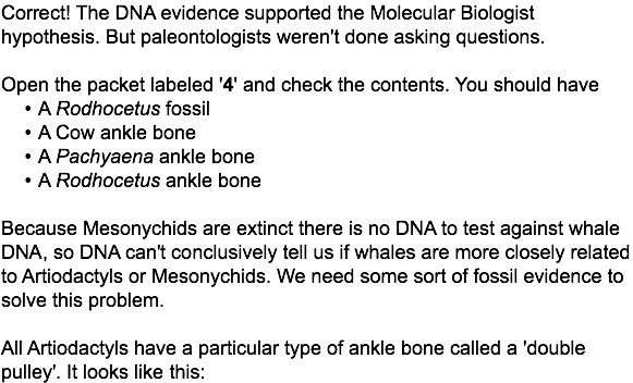 Correct! The DNA evidence supported the Molecular Biologist hypothesis. But paleontologists weren't done asking questions. Open the packet labeled '4' and check the contents. You should have A Rodhocetus fossil A Cow ankle bone A Pachyaena ankle bone A Rodhocetus ankle bone Because Mesonychids are extinct there is no DNA to test against whale DNA, so DNA can't conclusively tell us if whales are more closely related to Artiodactyls or Mesonychids. We need some sort of fossil evidence to solve this problem. All Artiodactyls have a particular type of ankle bone called a 'double pulley'. It looks like this:
