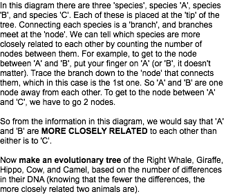 In this diagram there are three 'species', species 'A', species 'B', and species 'C'. Each of these is placed at the 'tip' of the tree. Connecting each species is a 'branch', and branches meet at the 'node'. We can tell which species are more closely related to each other by counting the number of nodes between them. For example, to get to the node between 'A' and 'B', put your finger on 'A' (or 'B', it doesn't matter). Trace the branch down to the 'node' that connects them, which in this case is the 1st one. So 'A' and 'B' are one node away from each other. To get to the node between 'A' and 'C', we have to go 2 nodes. So from the information in this diagram, we would say that 'A' and 'B' are MORE CLOSELY RELATED to each other than either is to 'C'. Now make an evolutionary tree of the Right Whale, Giraffe, Hippo, Cow, and Camel, based on the number of differences in their DNA (knowing that the fewer the differences, the more closely related two animals are).
