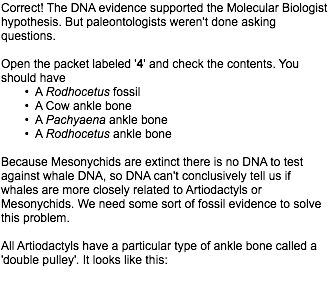 Correct! The DNA evidence supported the Molecular Biologist hypothesis. But paleontologists weren't done asking questions. Open the packet labeled '4' and check the contents. You should have A Rodhocetus fossil A Cow ankle bone A Pachyaena ankle bone A Rodhocetus ankle bone Because Mesonychids are extinct there is no DNA to test against whale DNA, so DNA can't conclusively tell us if whales are more closely related to Artiodactyls or Mesonychids. We need some sort of fossil evidence to solve this problem. All Artiodactyls have a particular type of ankle bone called a 'double pulley'. It looks like this: