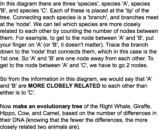 In this diagram there are three 'species', species 'A', species 'B', and species 'C'. Each of these is placed at the 'tip' of the tree. Connecting each species is a 'branch', and branches meet at the 'node'. We can tell which species are more closely related to each other by counting the number of nodes between them. For example, to get to the node between 'A' and 'B', put your finger on 'A' (or 'B', it doesn't matter). Trace the branch down to the 'node' that connects them, which in this case is the 1st one. So 'A' and 'B' are one node away from each other. To get to the node between 'A' and 'C', we have to go 2 nodes. So from the information in this diagram, we would say that 'A' and 'B' are MORE CLOSELY RELATED to each other than either is to 'C'. Now make an evolutionary tree of the Right Whale, Giraffe, Hippo, Cow, and Camel, based on the number of differences in their DNA (knowing that the fewer the differences, the more closely related two animals are).
